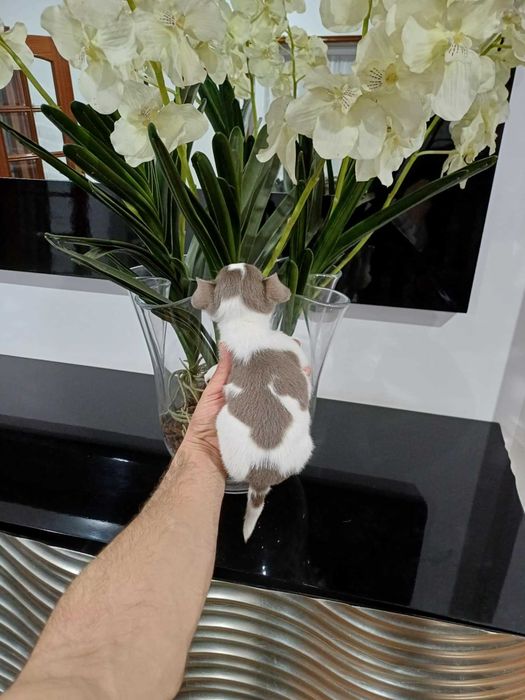 MARAVILHOSA Chihuahua  HIperminiatura FEMEA BRANCA e LILAC