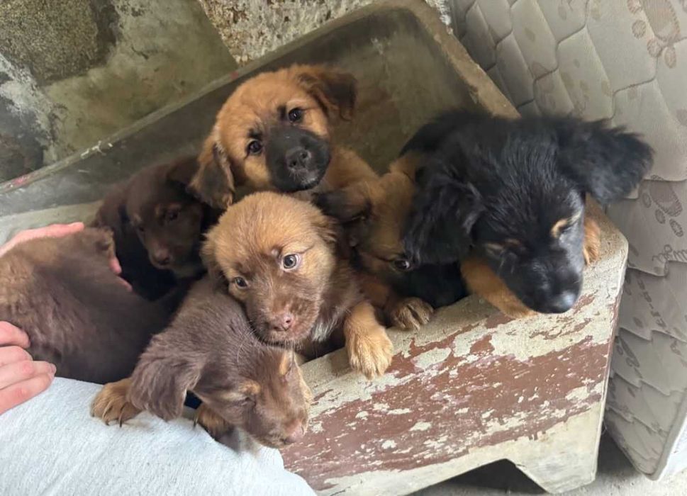 9 Meninas Para Adoção