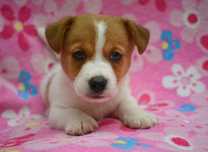 Jack Russell Terrier piesek Elvis ZKwP FCI