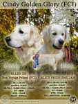 Zapowiedź miotu w hodowli Cindy Golden Glory (FCI)