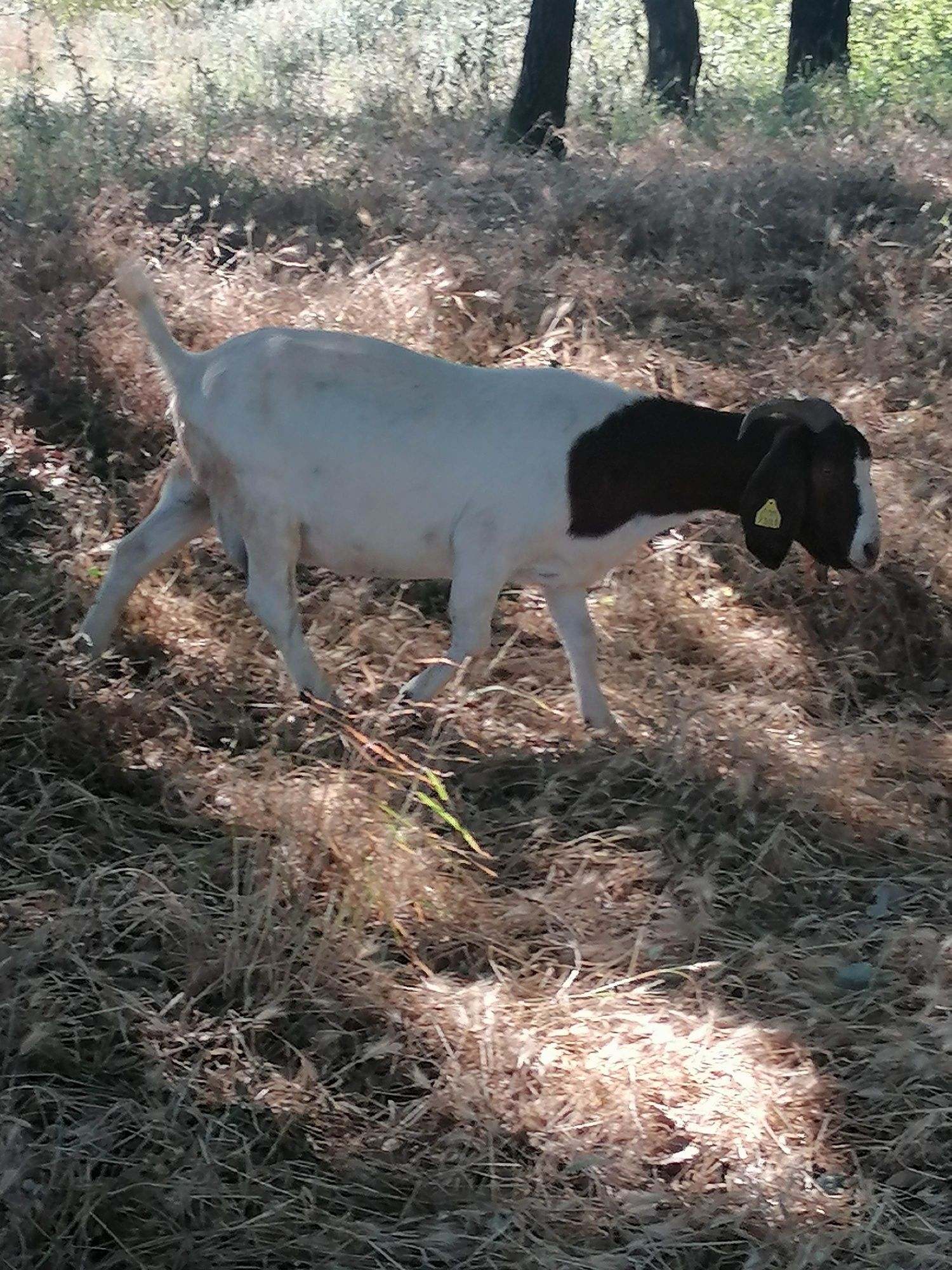 Cabras raça Boer