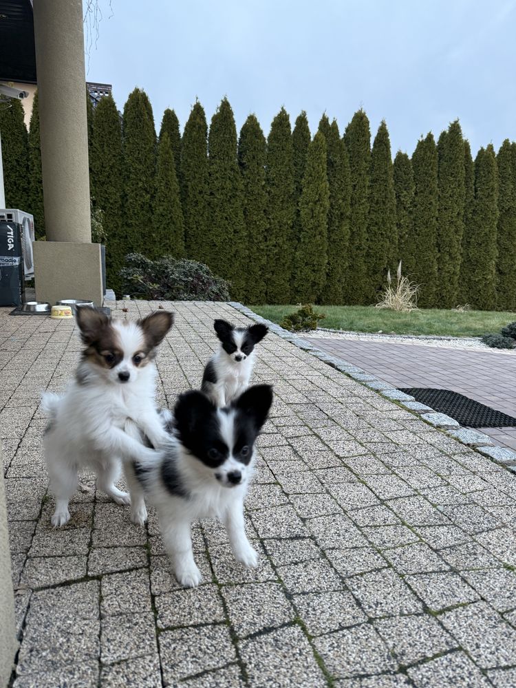 Papillon szczeniak Spaniel kontynwntalny miniaturowy