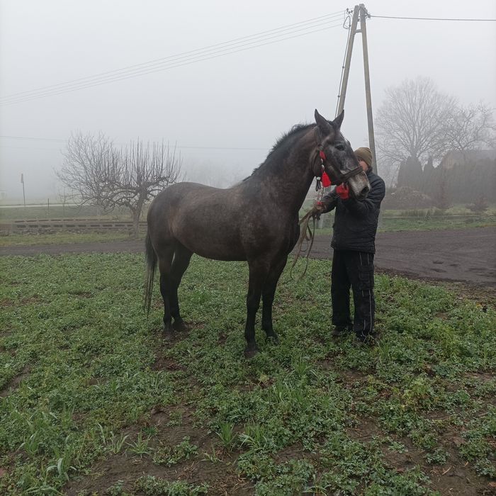Sprzedam klacz w typie  Śląska