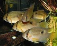 GB Akara z Maroni, akara marońska (Cleithracara maronii)
