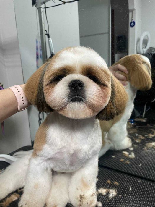 Вязка Ши-Тцу. 2000гр.