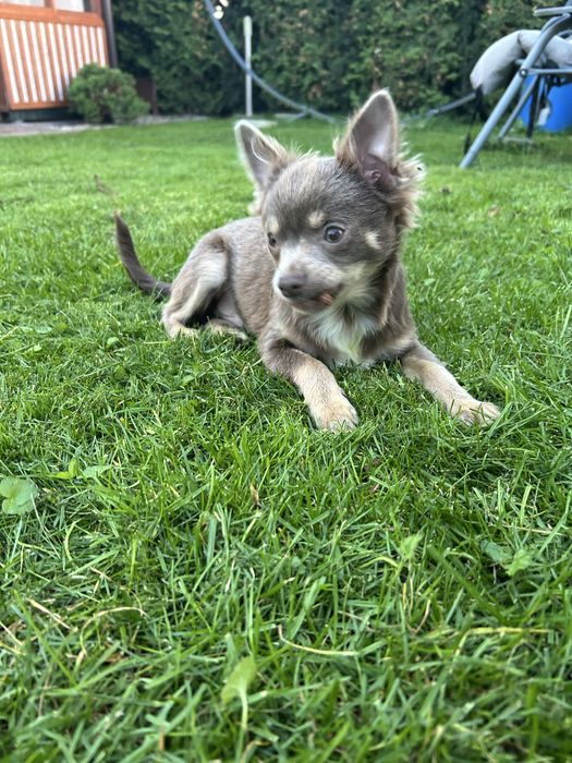 Piesek chichuahua