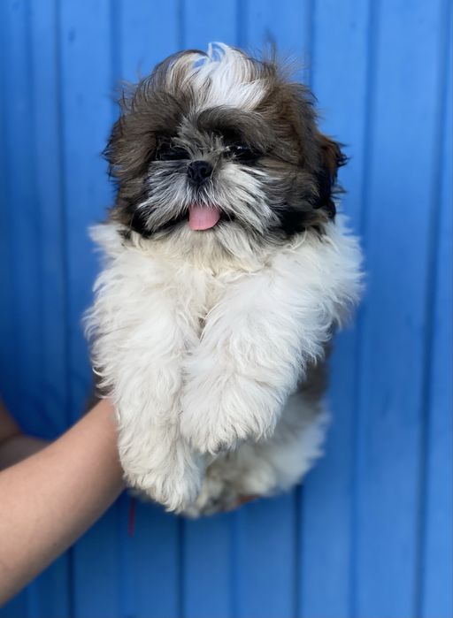 Хлопчик і дівчинка шитцу  шукає мам пап