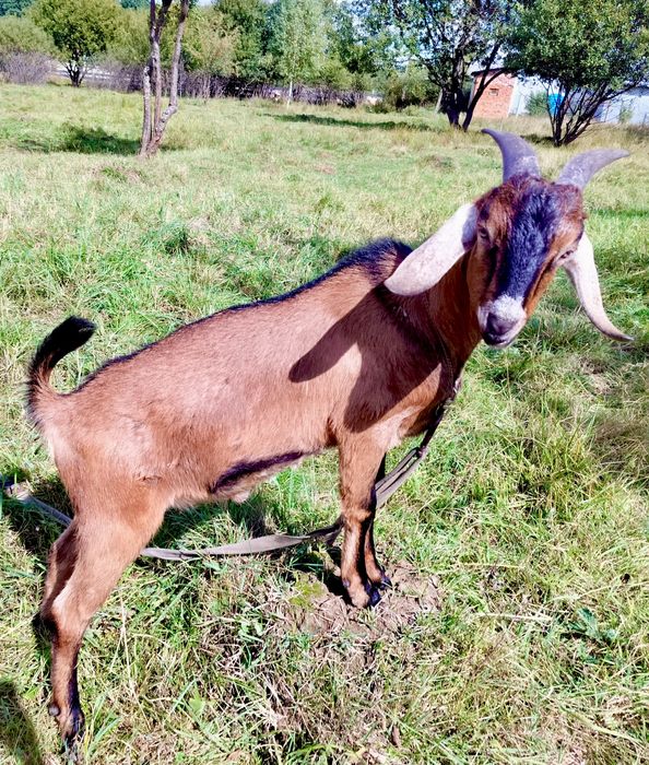 Англо-Нубійський цап, козел