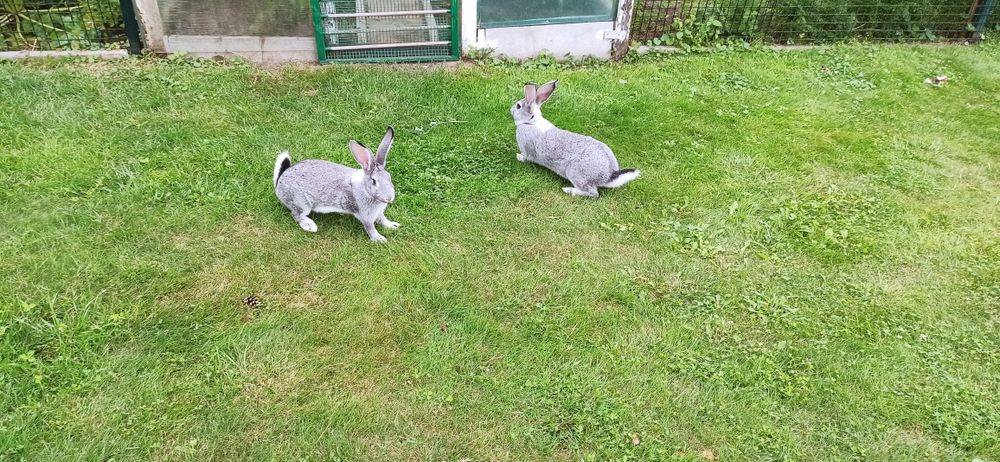 Królik samica szara