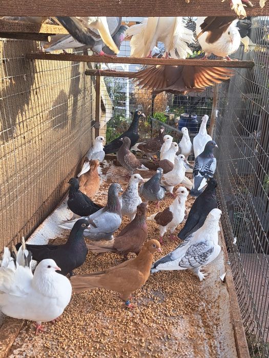 Gołębie gołąb ptaki ozdobne likwidacja hodowli