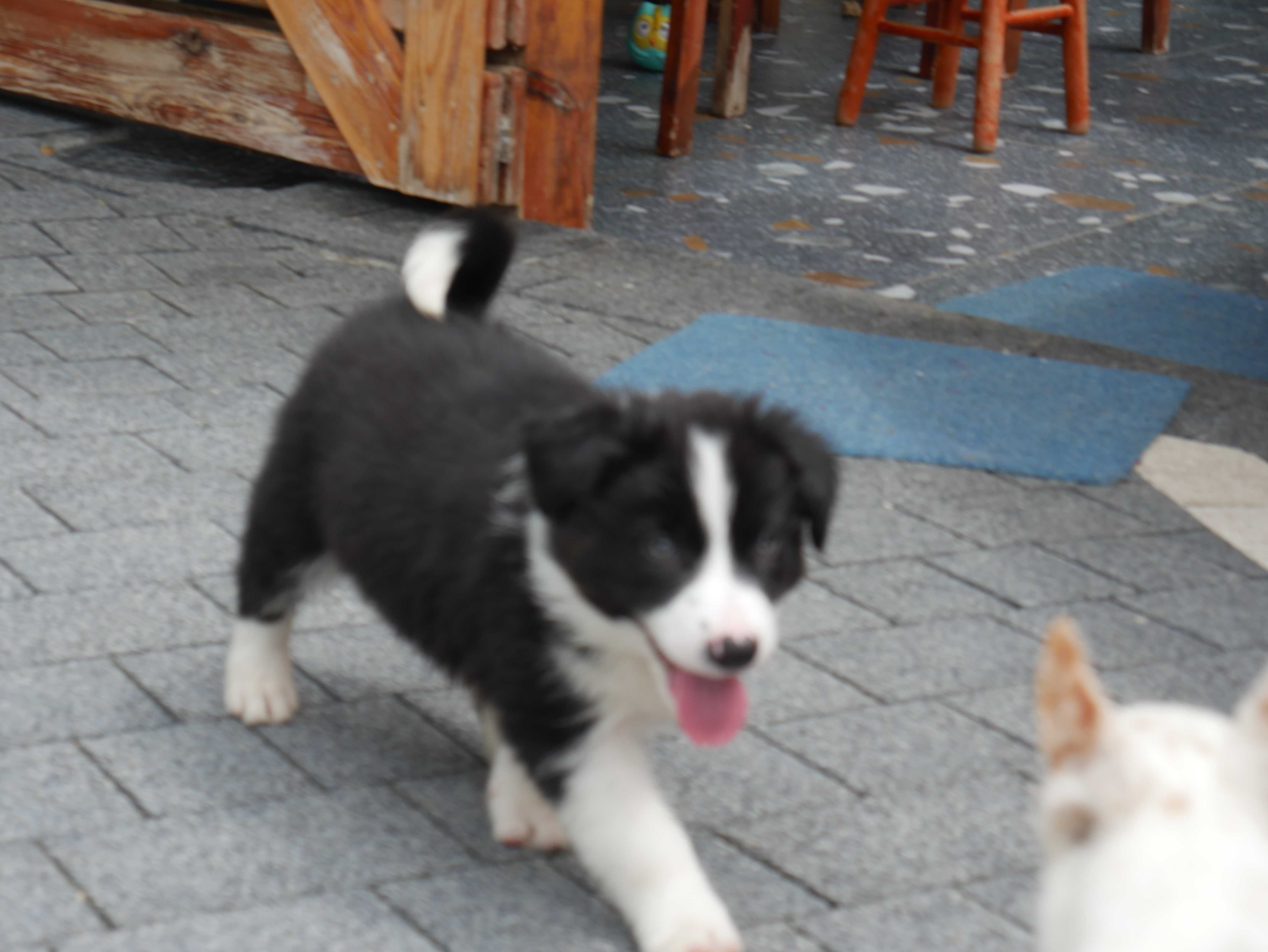 Border Collie - piesek