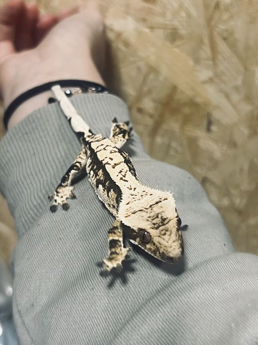 Gekon orzęsiony możliwa wyprawka