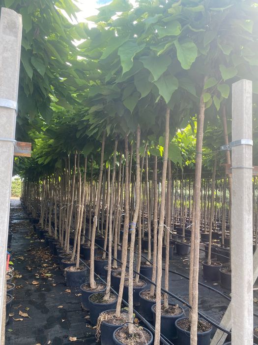 Tuja brabant, drzewa szczepione, krzewy szczepione,