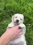 Pies Golden Retriever FCI ZkWP