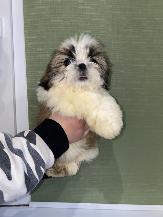 Шикарна леді з документами