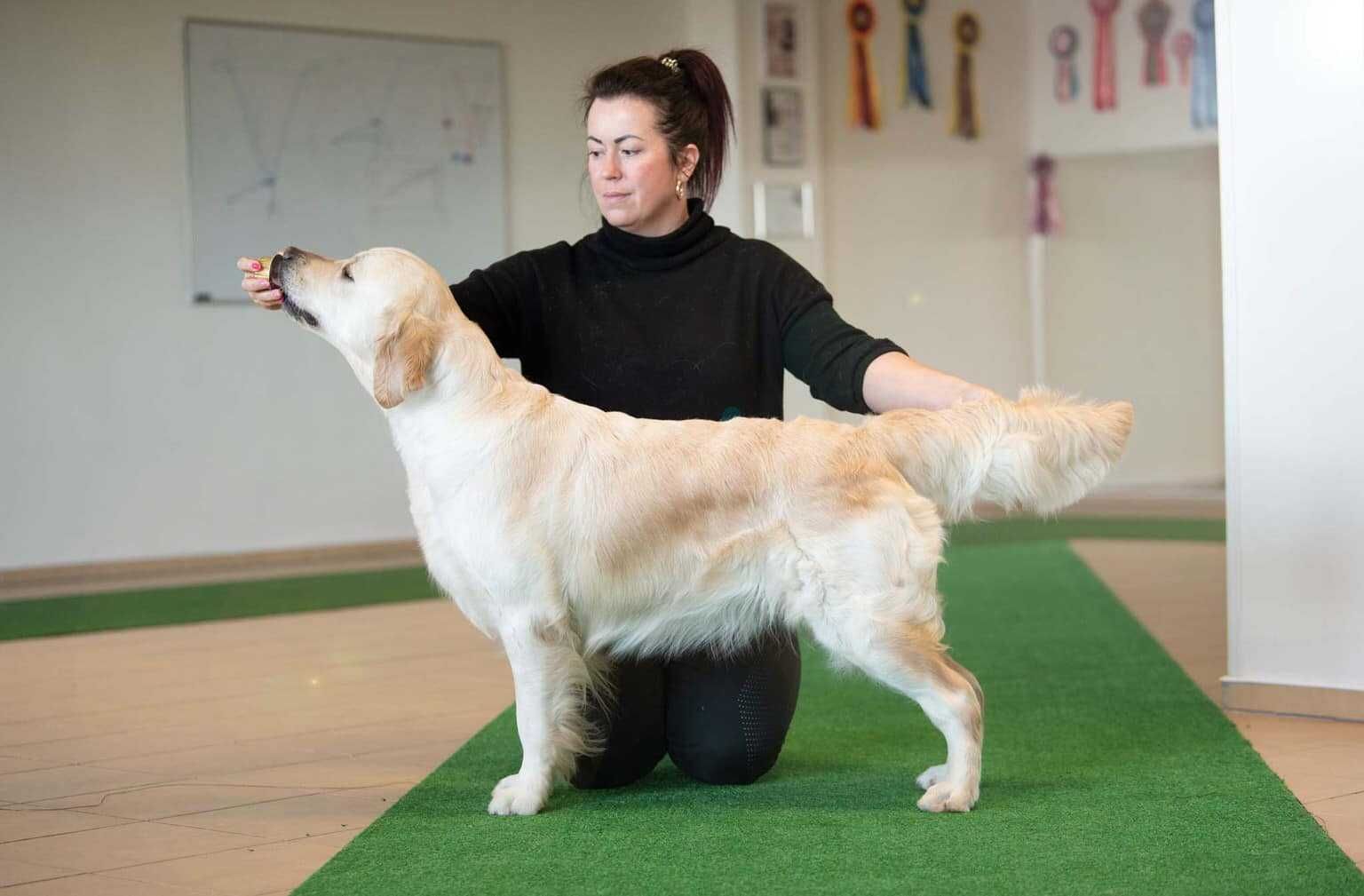 Golden retriever  Związek Kynologiczny w Polsce /FCI