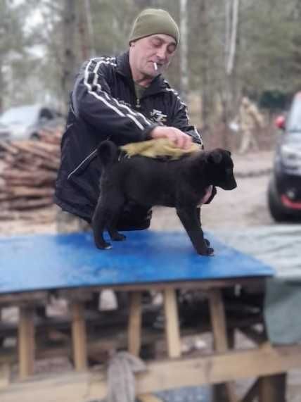 Цуценя дівчинка, віддамо в зв'язку зі зміною локації військової частин