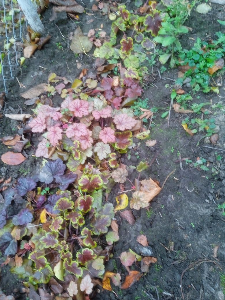 Квіти для саду та городу. Продам багаторічні рослини: гортензії, хости