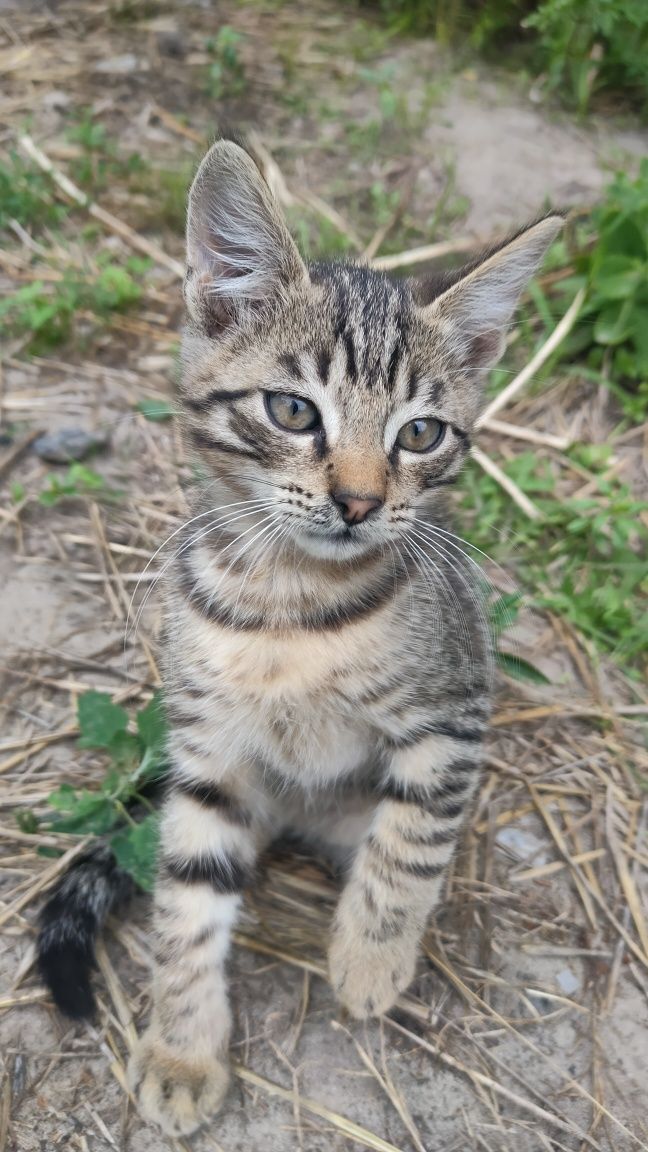 Милые котята в добрые руки