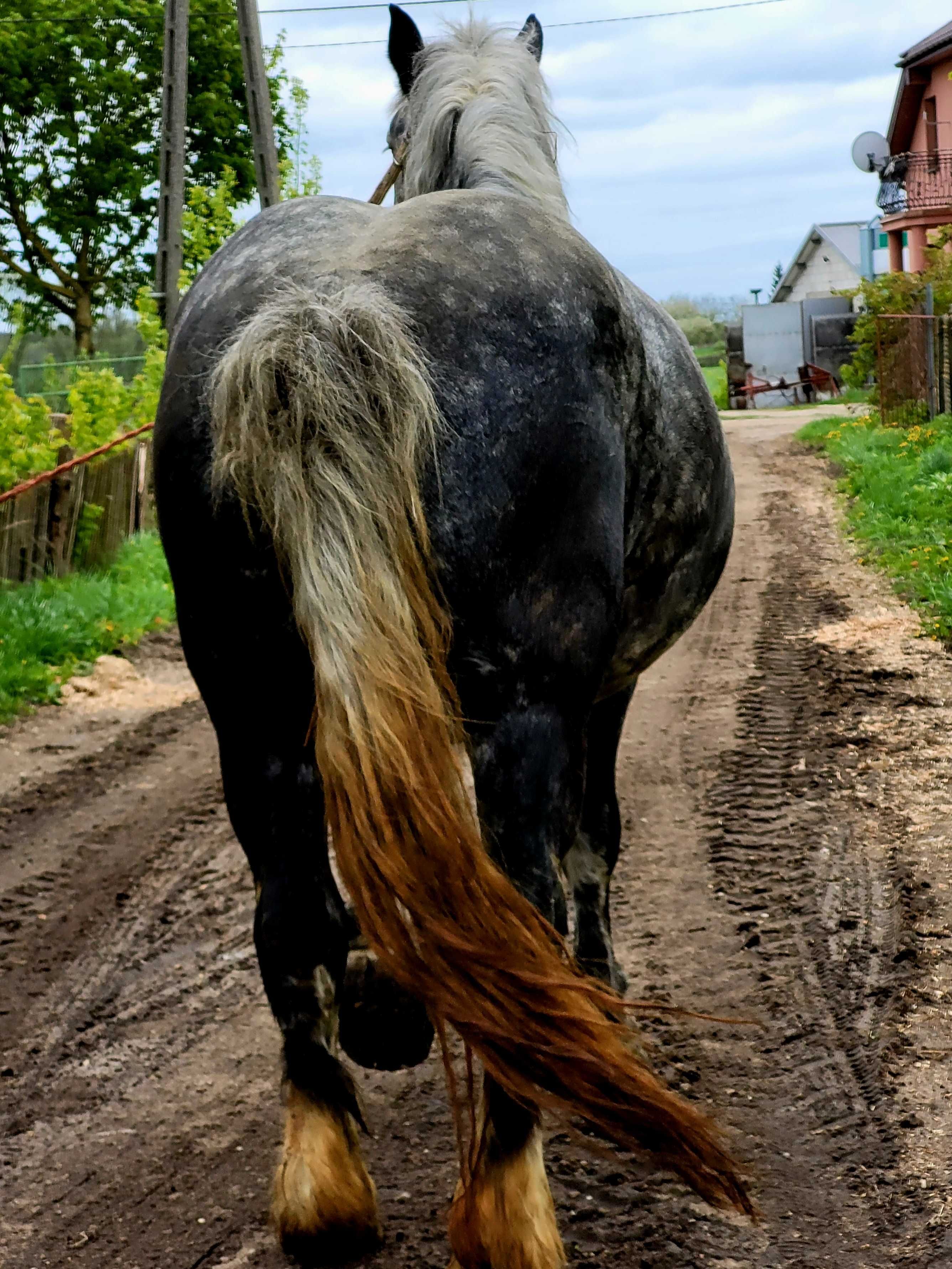 Sprzedam klacz źrebna