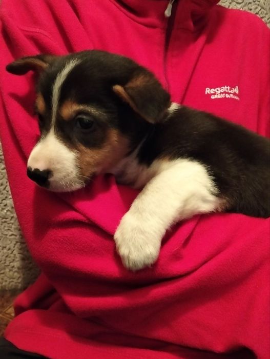 Два коротколапі хлопчики метиси