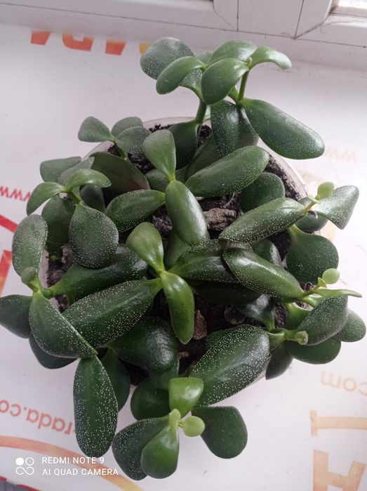 Грошове дерево, товстянка, денежное  дерево, кактуси.