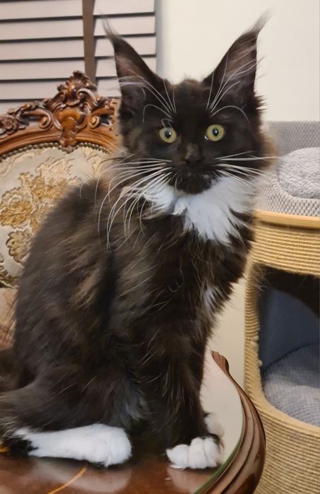 Czarna,  prześliczna kotka