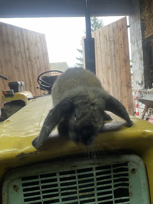 Samce baran francuski