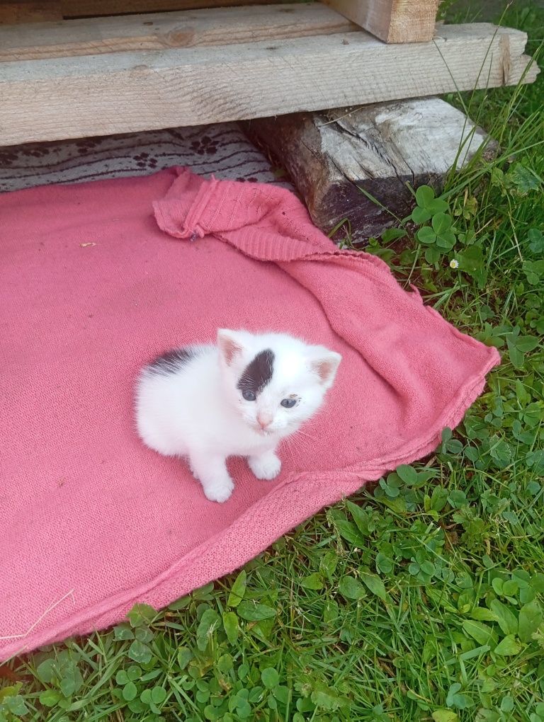 Oddam małe kotki w dobre ręce