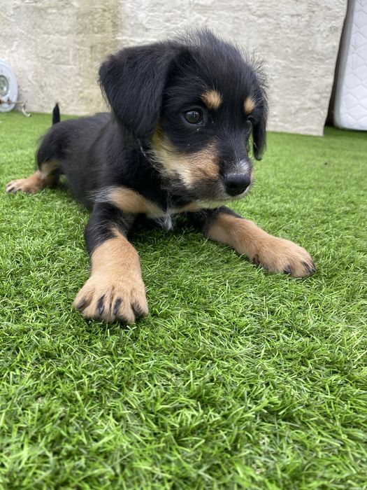 Cachorrinho para adoção gratuita
