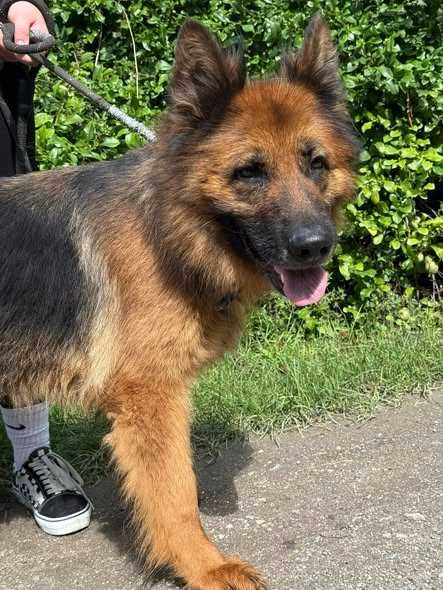 Starsza sunia Jadzia do adopcji