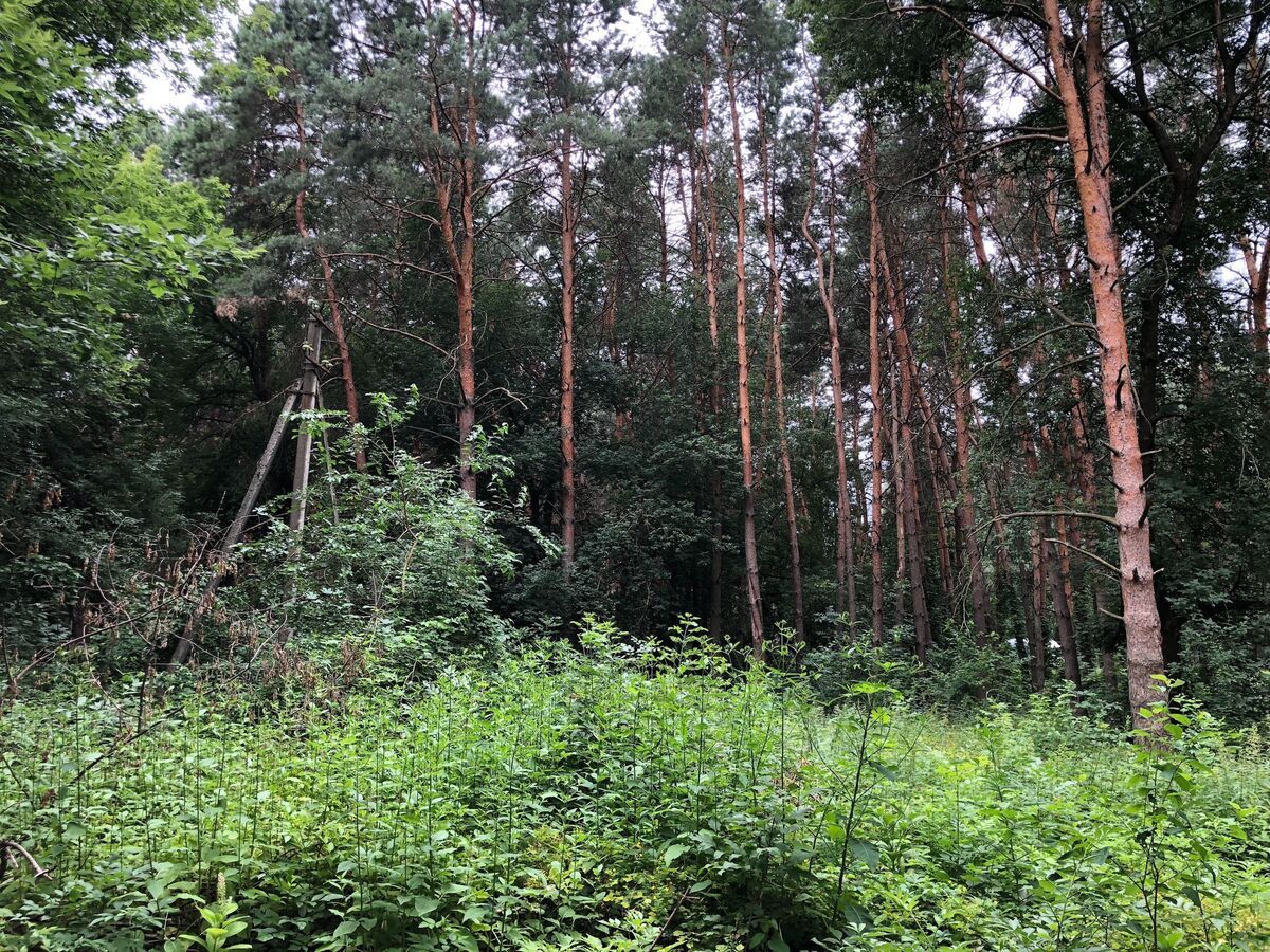Продам земельну ділянку біля  лісу (комунікації ), в Лелеківці.