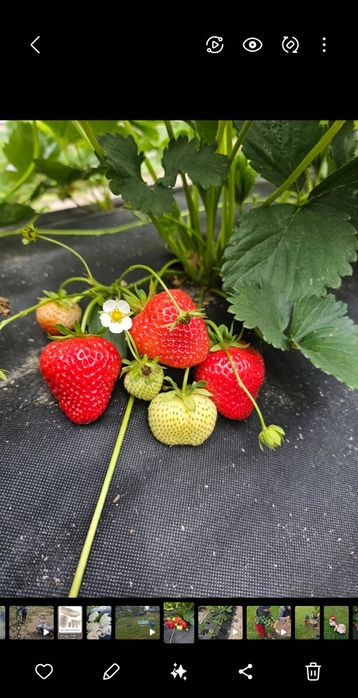 Саджанці полуниці, копана полуниця, вуса