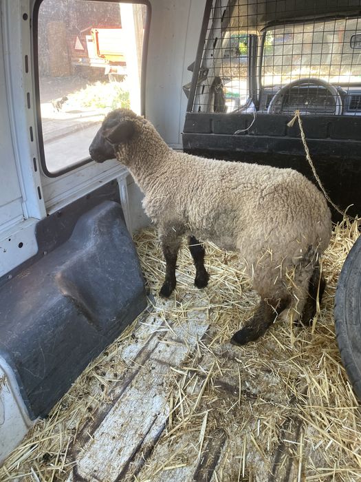 Borrego Suffolk 3 meses