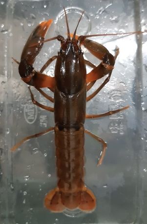 Rak Cherax Snowden