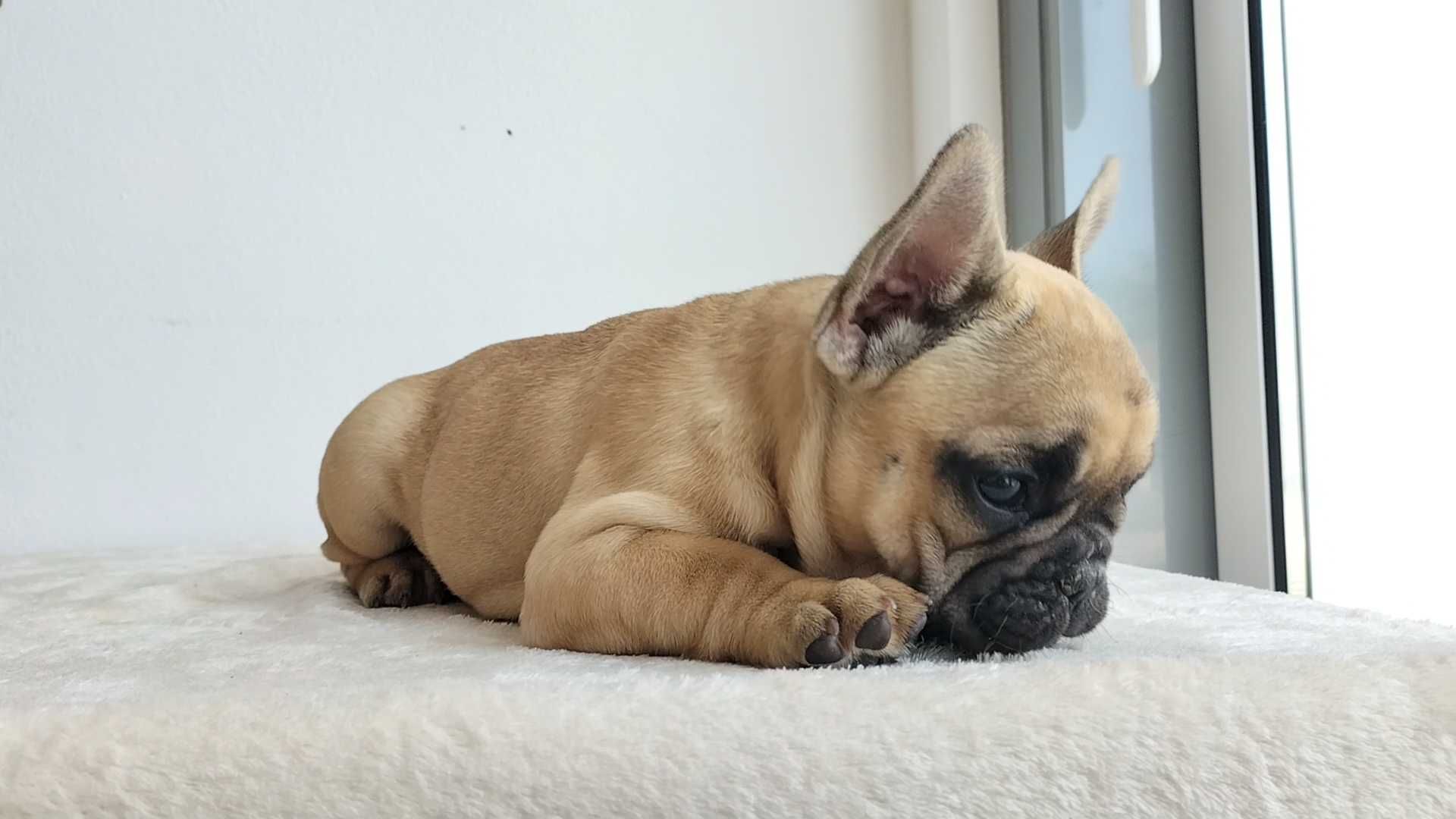 Bulldog Francês com LOP e Afixo