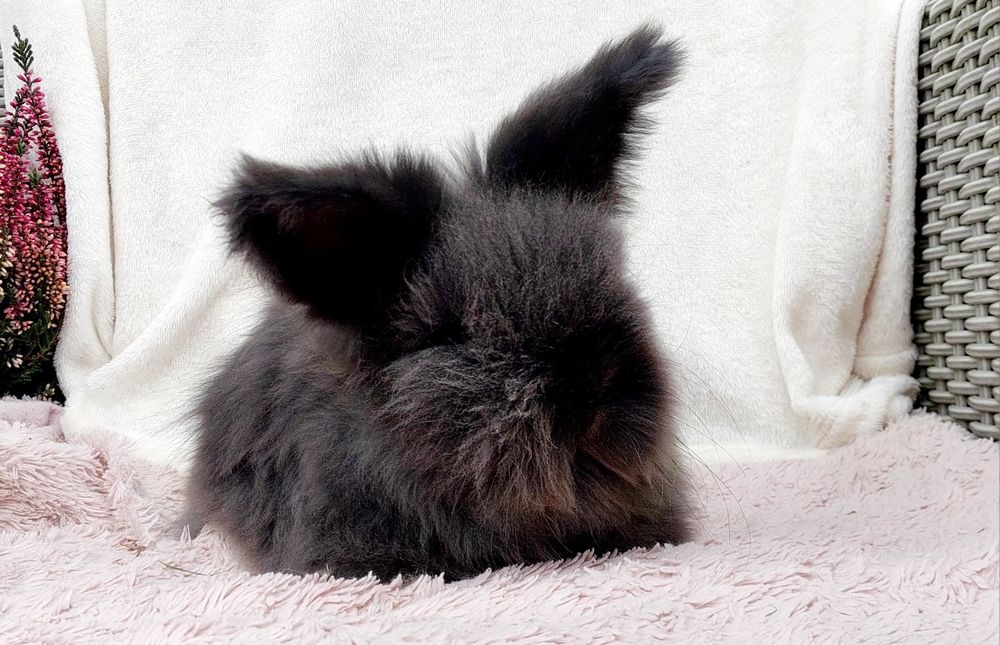 Angora angielska królik ozdobny York