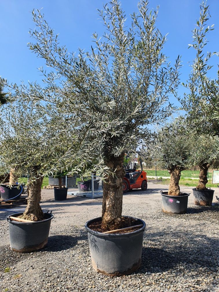 Olea  Europaea oliwka europejska bonsai wysokość 100-120 taras ogród