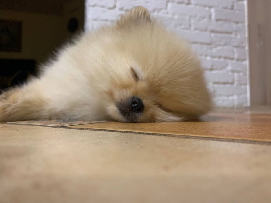 В'язка, Тедді готовий для побачень із дівчатками