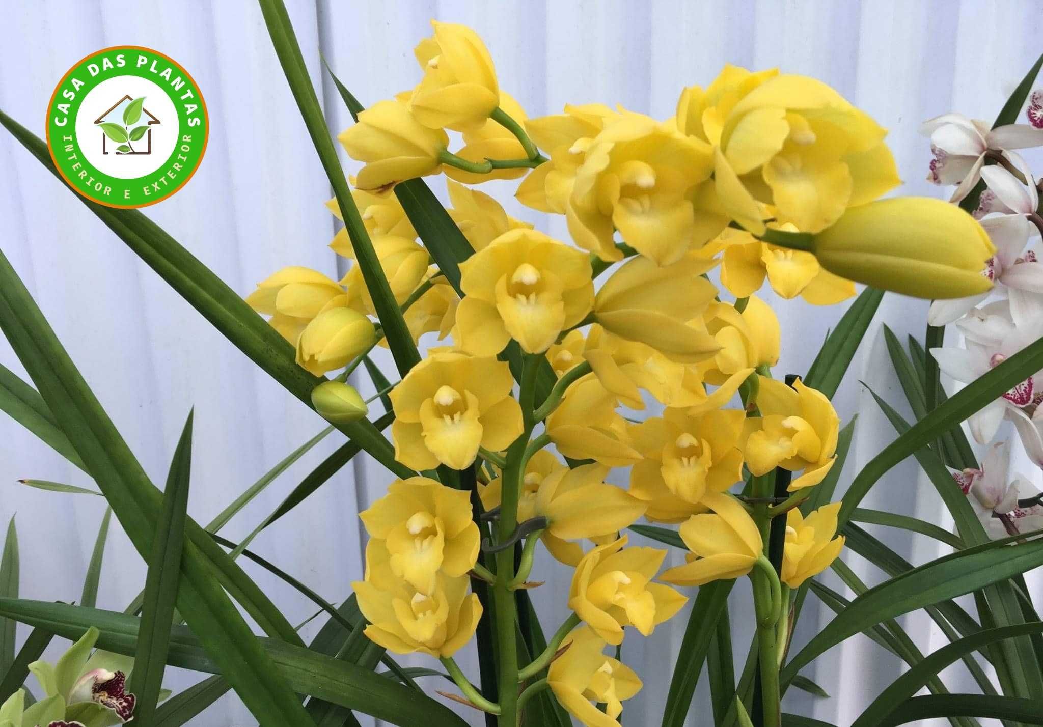 Orquídeas de exterior Cymbidium várias cores