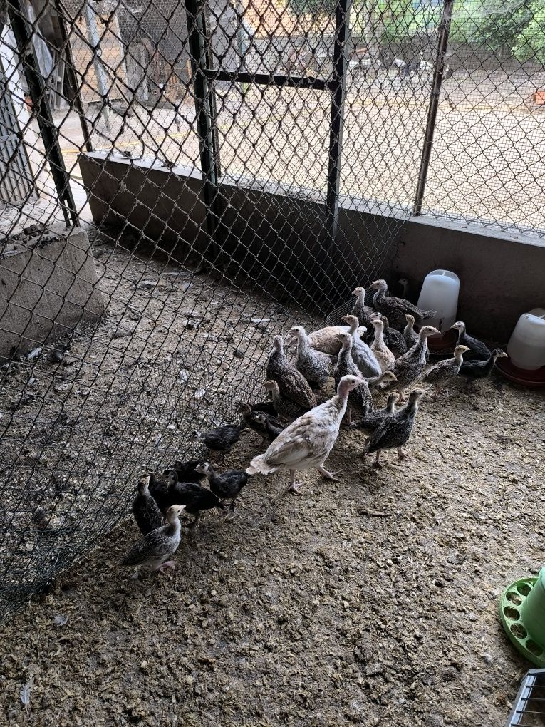 Vendo perus selvagens nascidos a 23 de Abril.