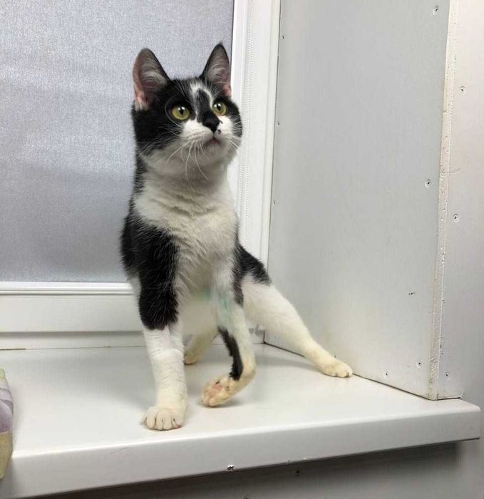 Яркий, красивый молоденький котик Лапка, около года