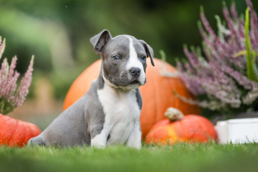 American Staffordshire terrier Amstaff ZKwP FCI