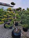 BONSAI ogrodowe  Krzewy formowane