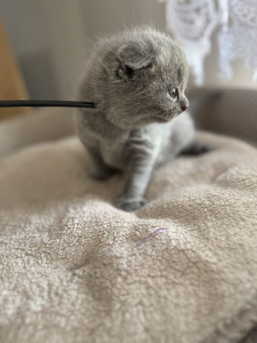 Kocurek kot szkocki zwislouchy fold niebieski