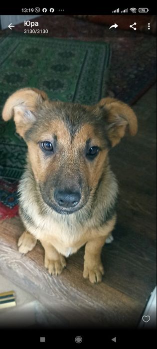 Віддамо собачку - красунечку у добрі руки