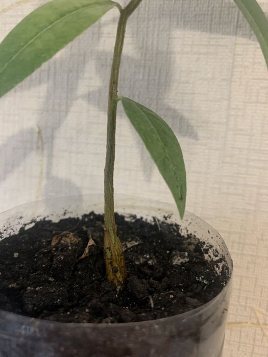 Брахіхітон, пляшкове дерево, однорічні сіянці