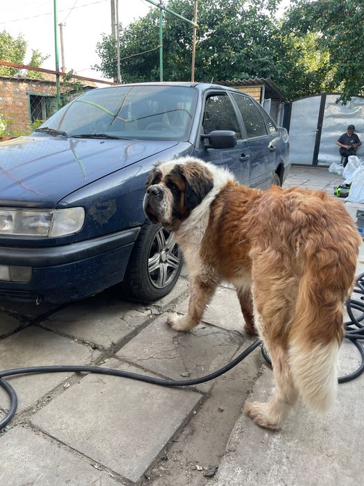 Вязка случка московская сторожевая овчарка кобель