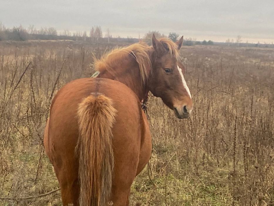 Продається робоча кобила