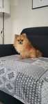 Szpic pomeranian reproduktor,szczenięta